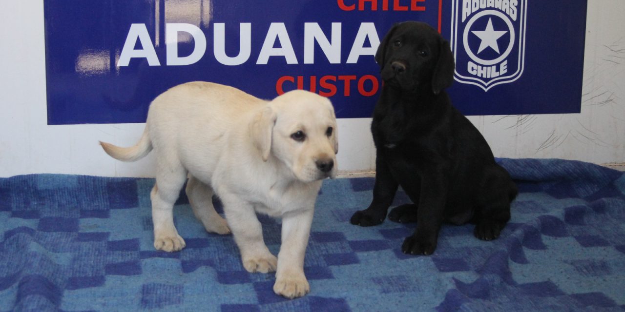 Canes de Directemar reciben formación especializada en la Escuela de Adiestramiento Canino de Aduanas