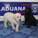 Canes de Directemar reciben formación especializada en la Escuela de Adiestramiento Canino de Aduanas