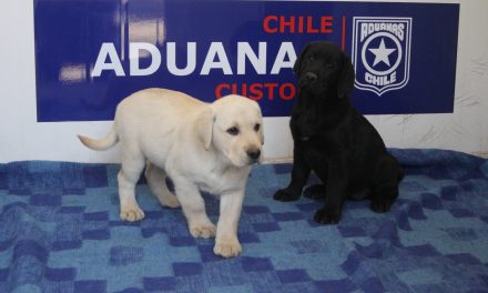 Canes de Directemar reciben formación especializada en la Escuela de Adiestramiento Canino de Aduanas